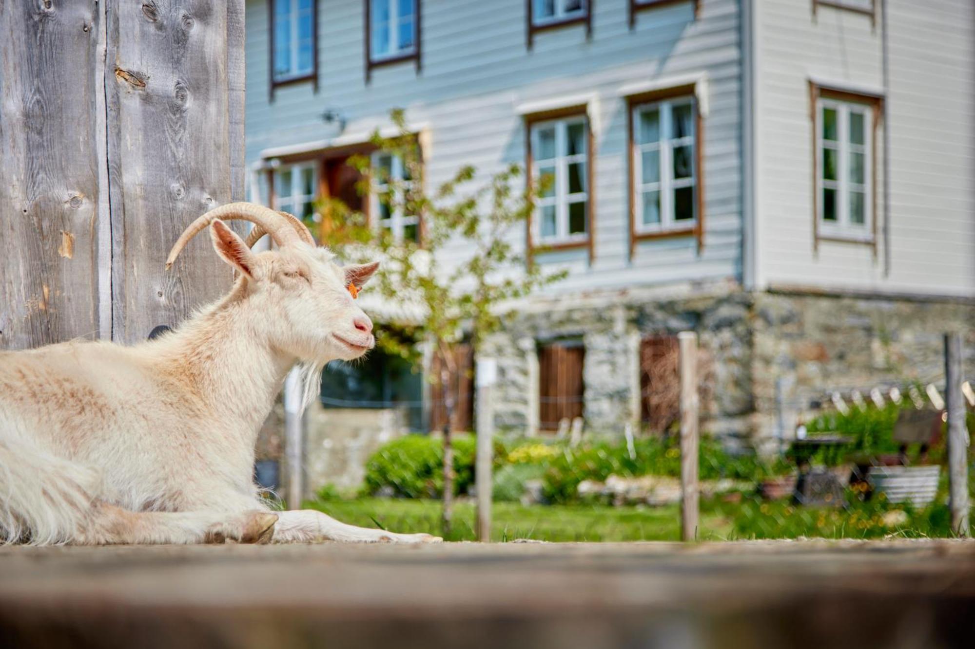 Overvoll Farm Stranda  Zewnętrze zdjęcie